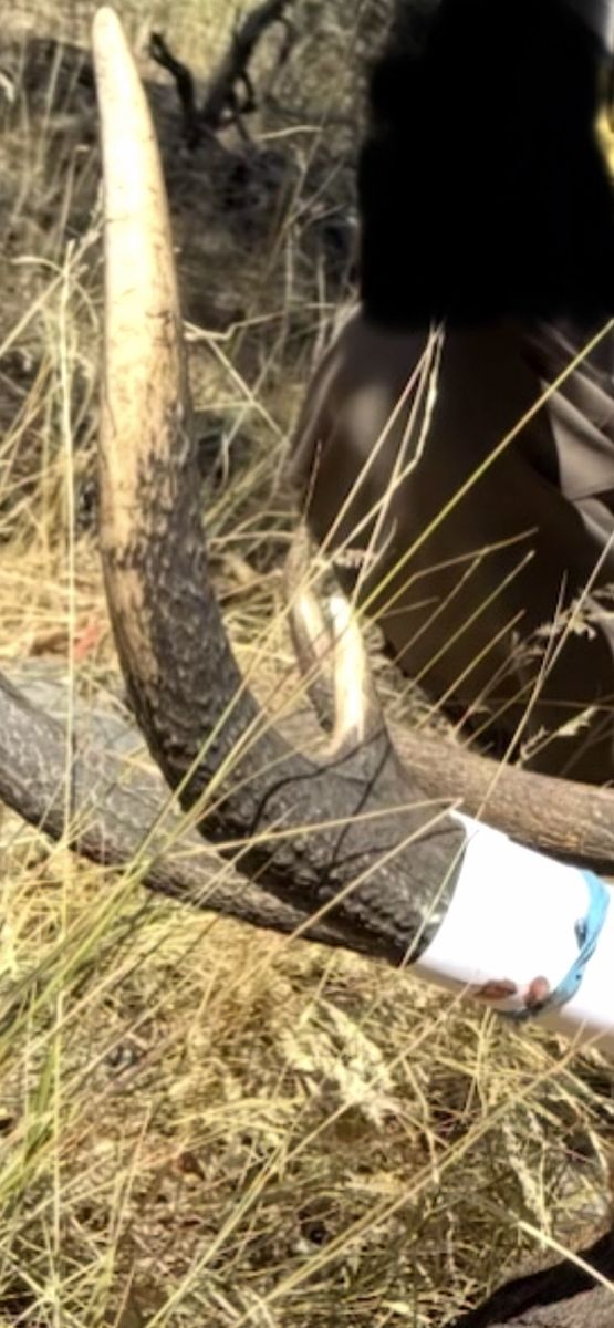 $500 REWARD Stolen Elk Antlers