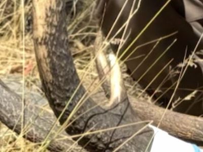 $500 REWARD Stolen Elk Antlers