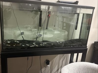 55 gallon tall with stand and fauhka fish if want