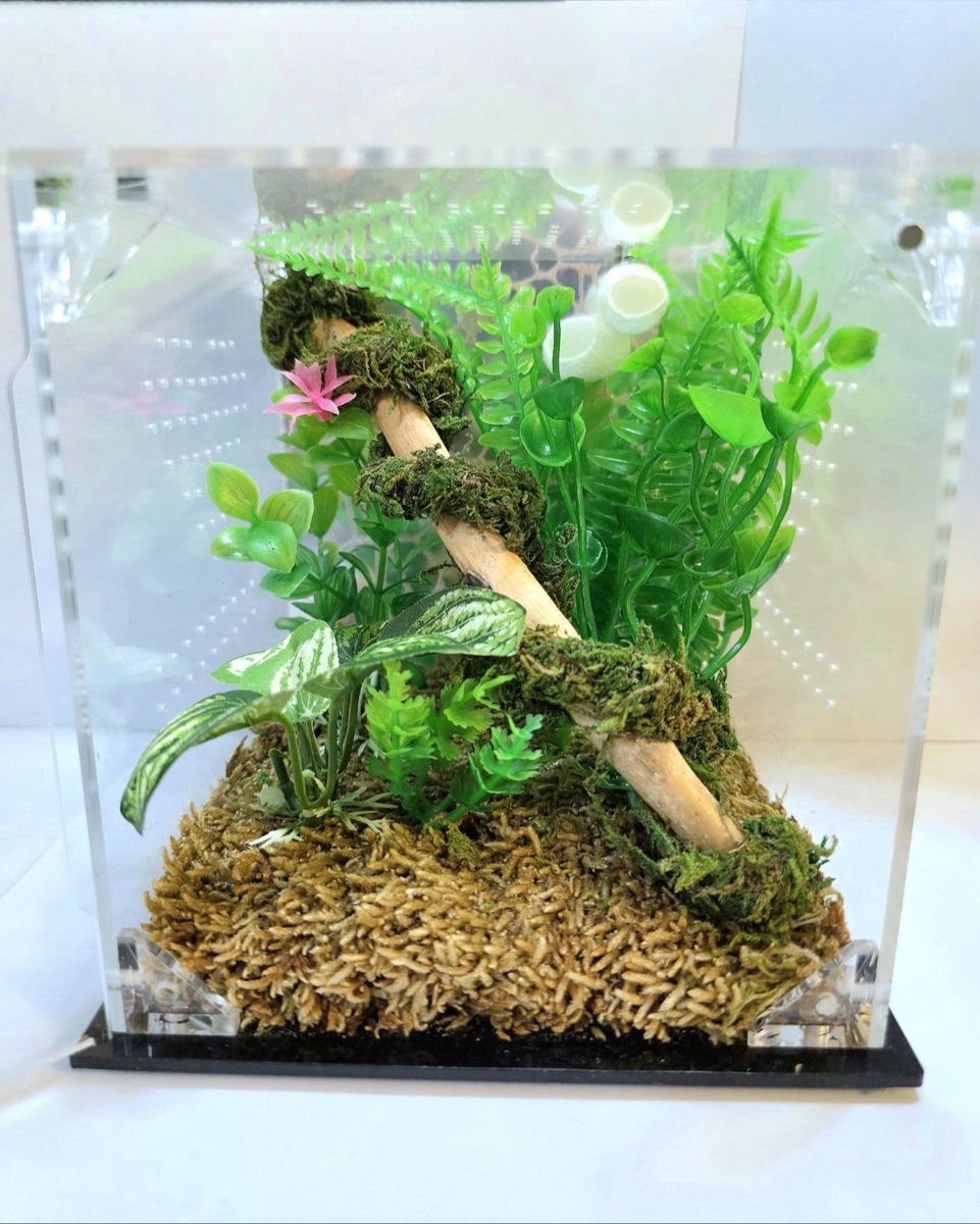 Jumping spider enclosure