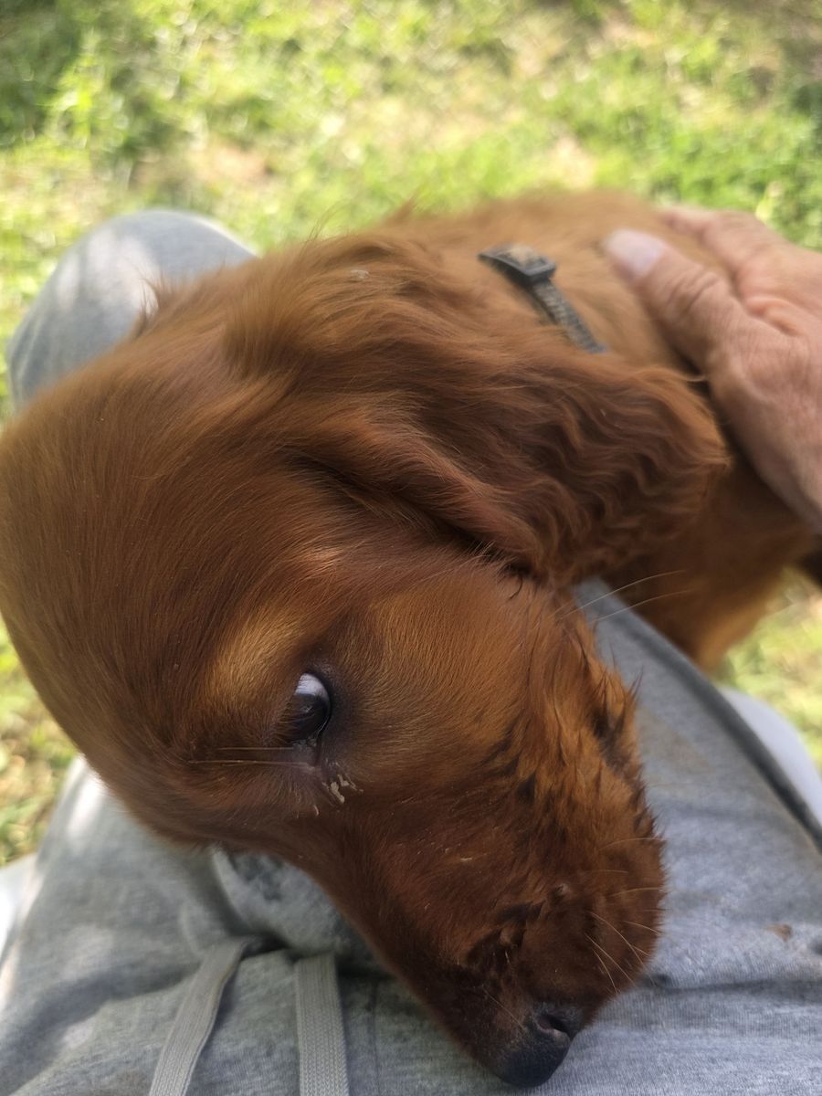 Prepaid akc irish setter  puppies
