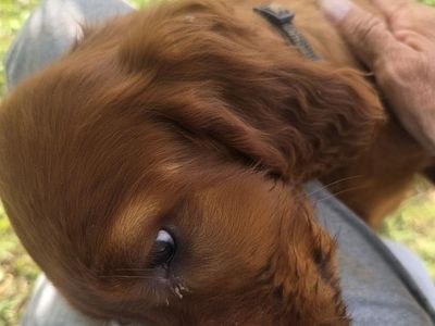 Prepaid akc irish setter puppies