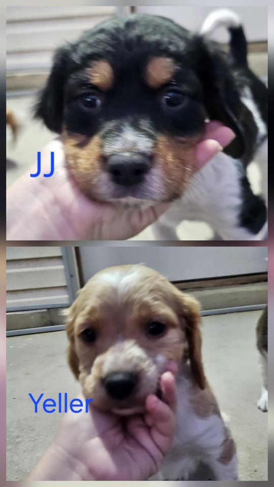 Brittany Puppies