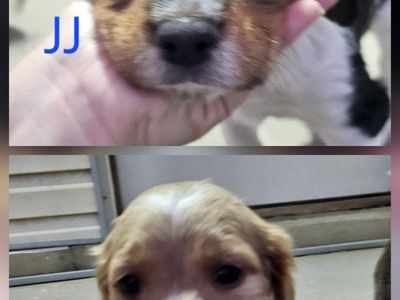 Brittany Puppies