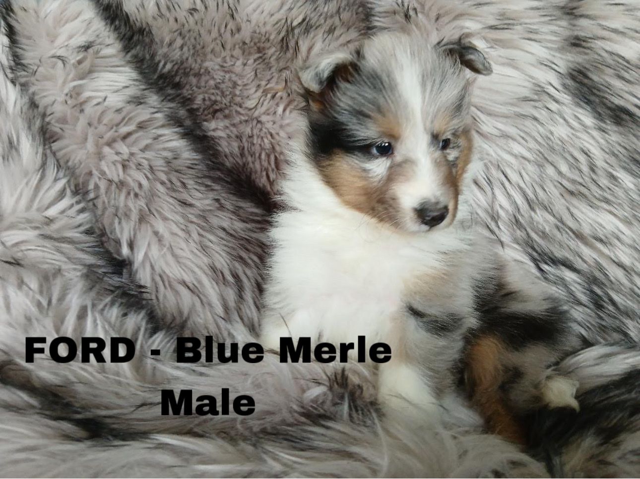 AKC Sheltie Puppies