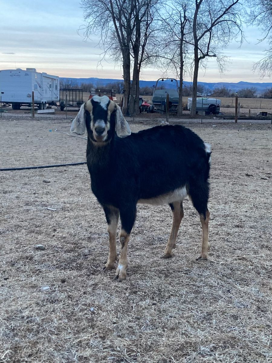 Nubian doe in milk