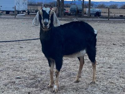 Nubian doe in milk