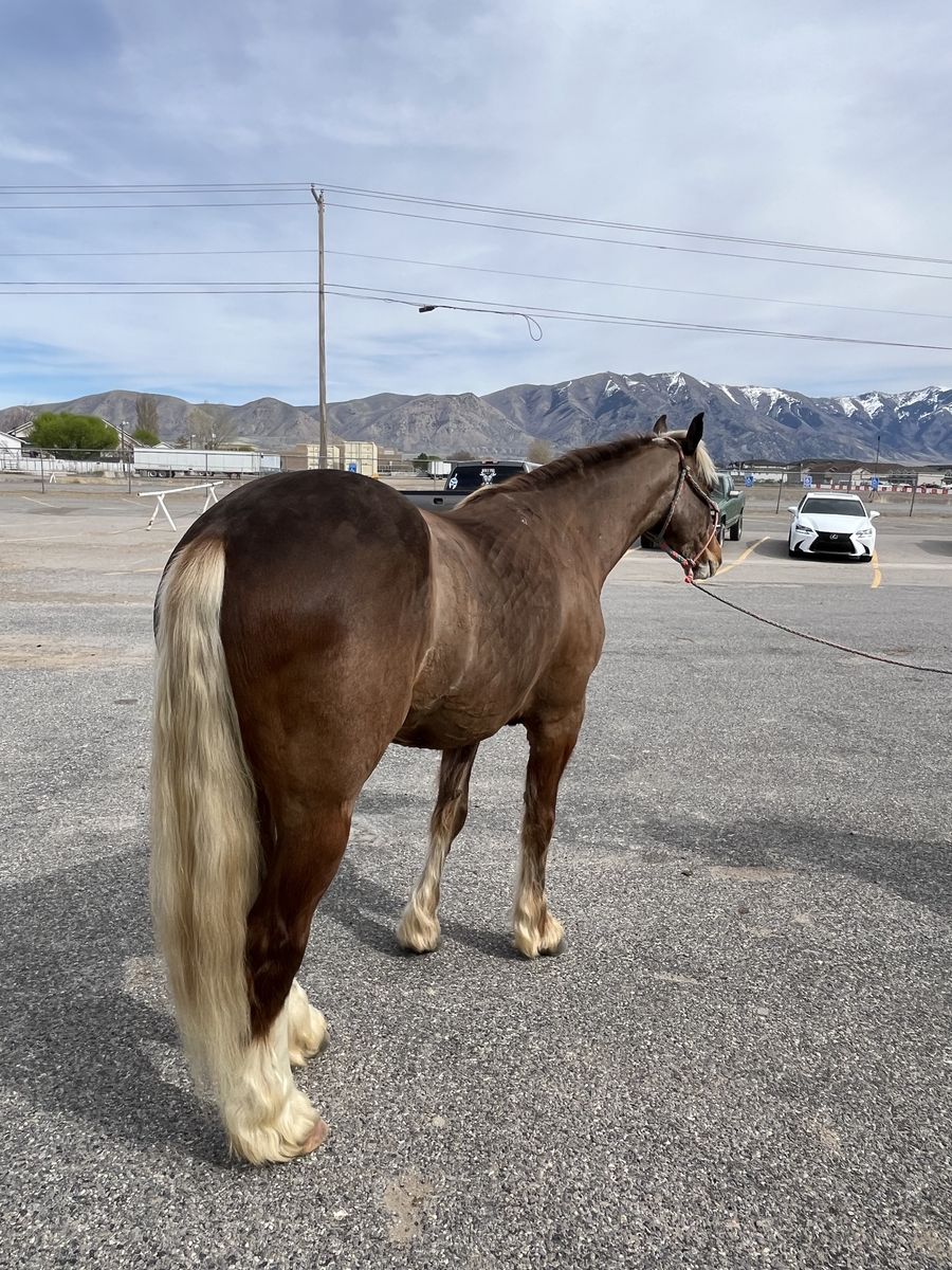 2023 Gypsy/QH Gelding