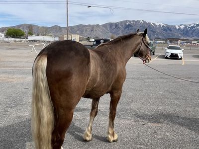 2023 Gypsy/QH Gelding