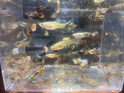 Guppy Chumps And Culls