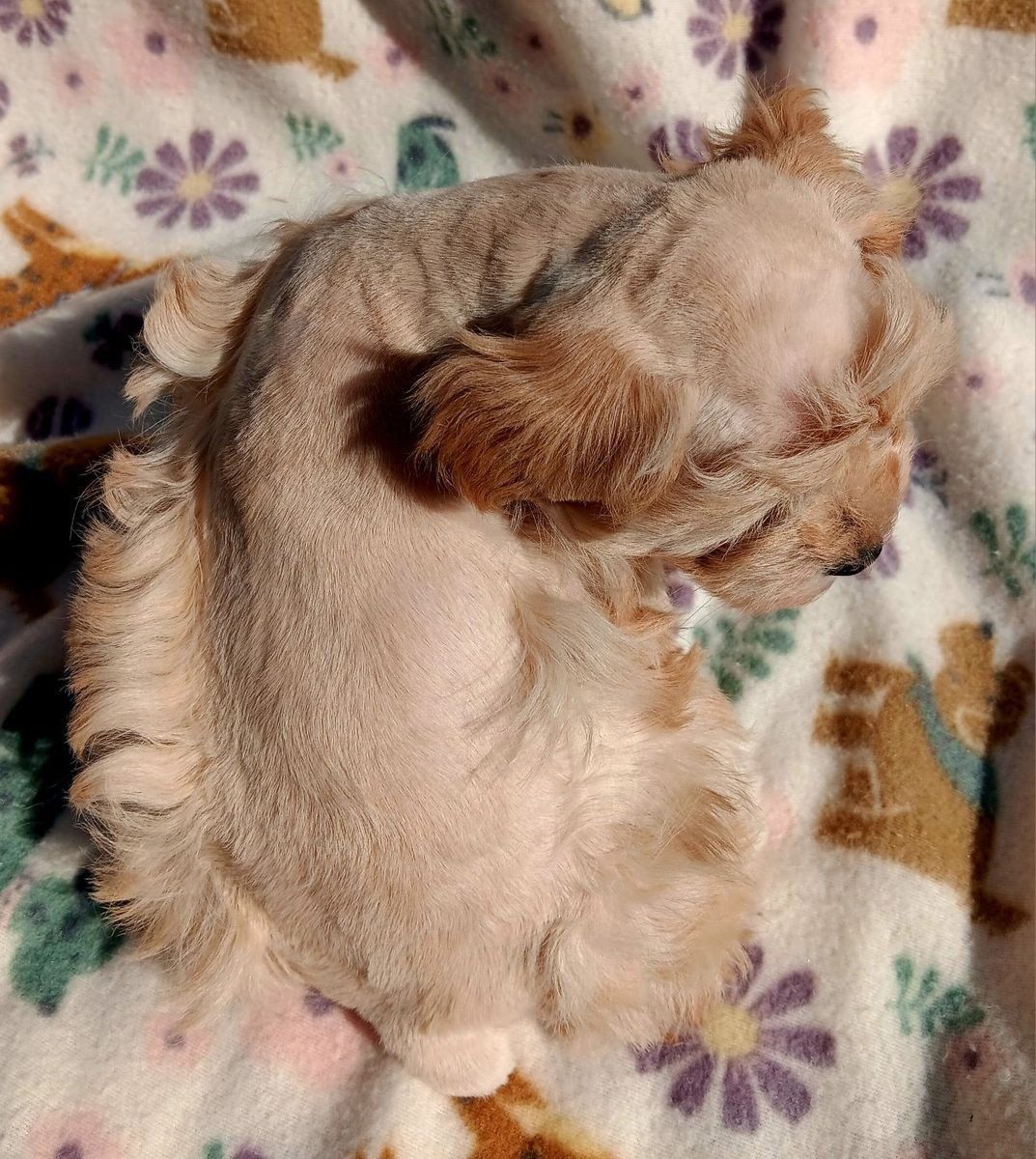 Miniature Schnauzer AKC female