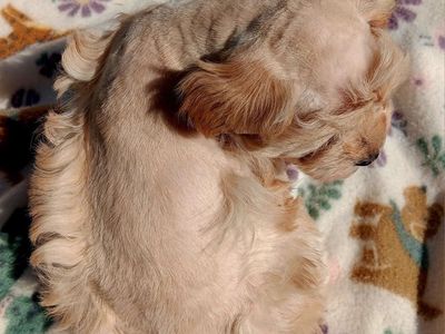 Miniature Schnauzer AKC female