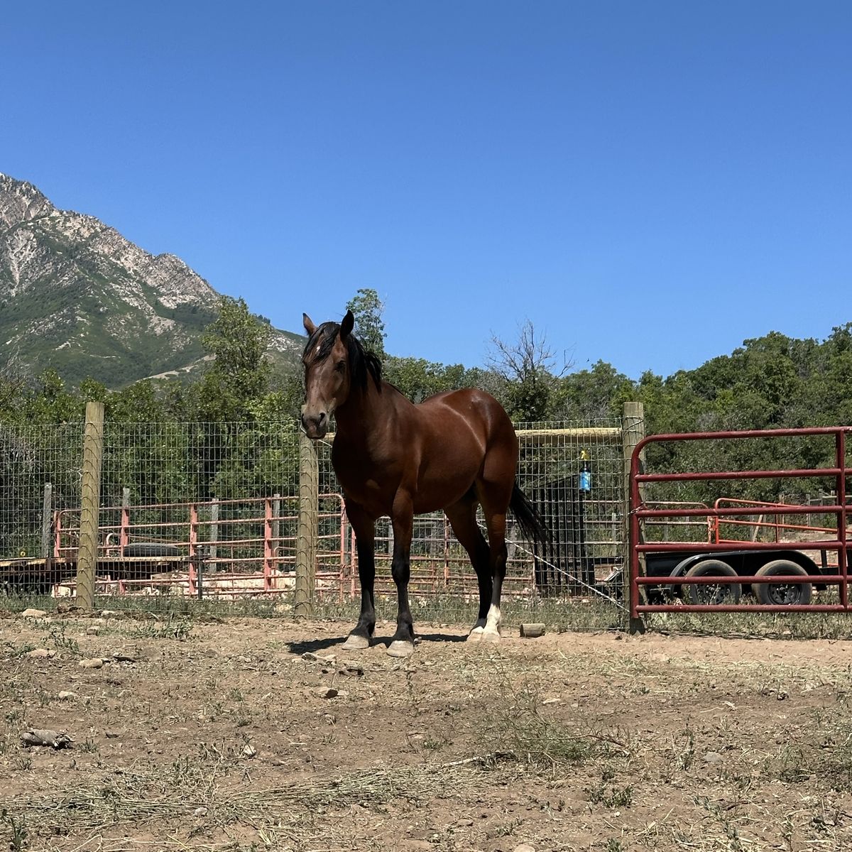 1/2 Draft!! $2,000 O.B.O