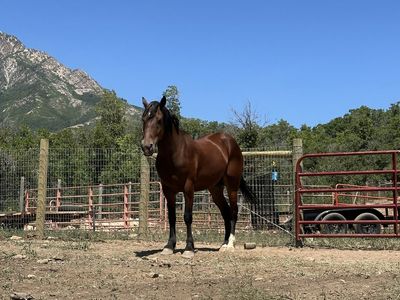 1/2 Draft!! $2,000 O.B.O