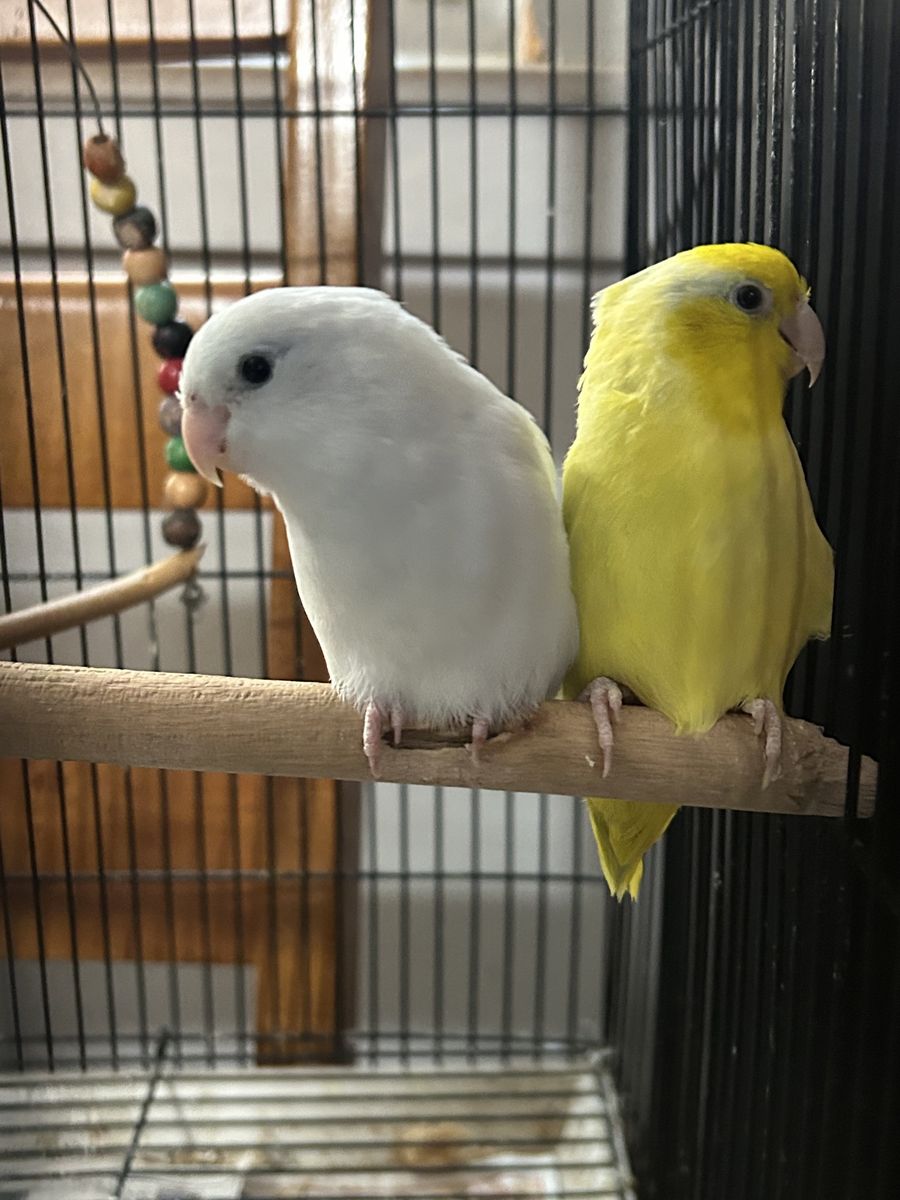 Parrotlets