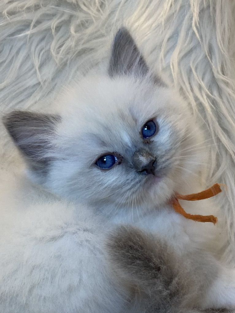 GORGEOUS PUREBRED PAPERED RAGDOLL KITTENS