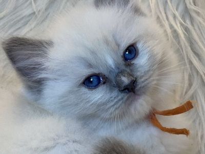 GORGEOUS PUREBRED PAPERED RAGDOLL KITTENS