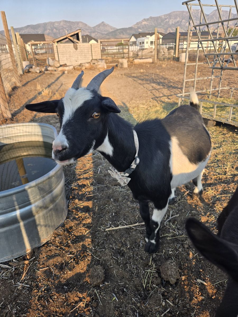 Female nigerian dwarf goat