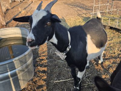 Female nigerian dwarf goat