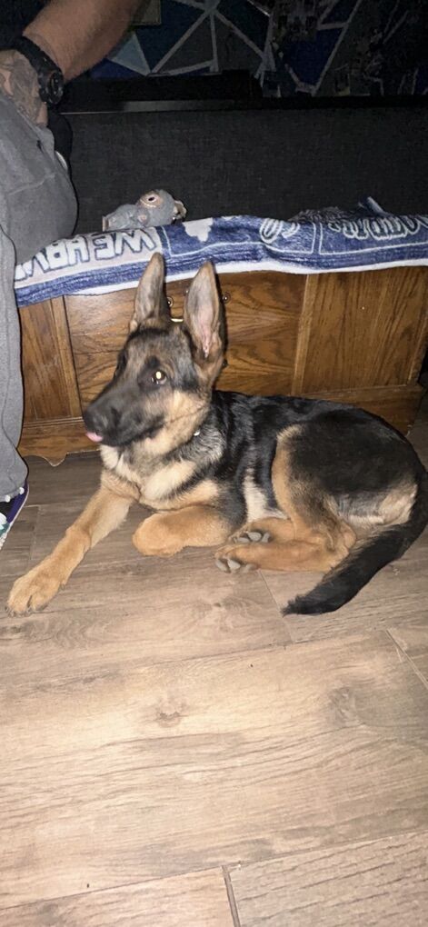 German Shepherd Female Puppy