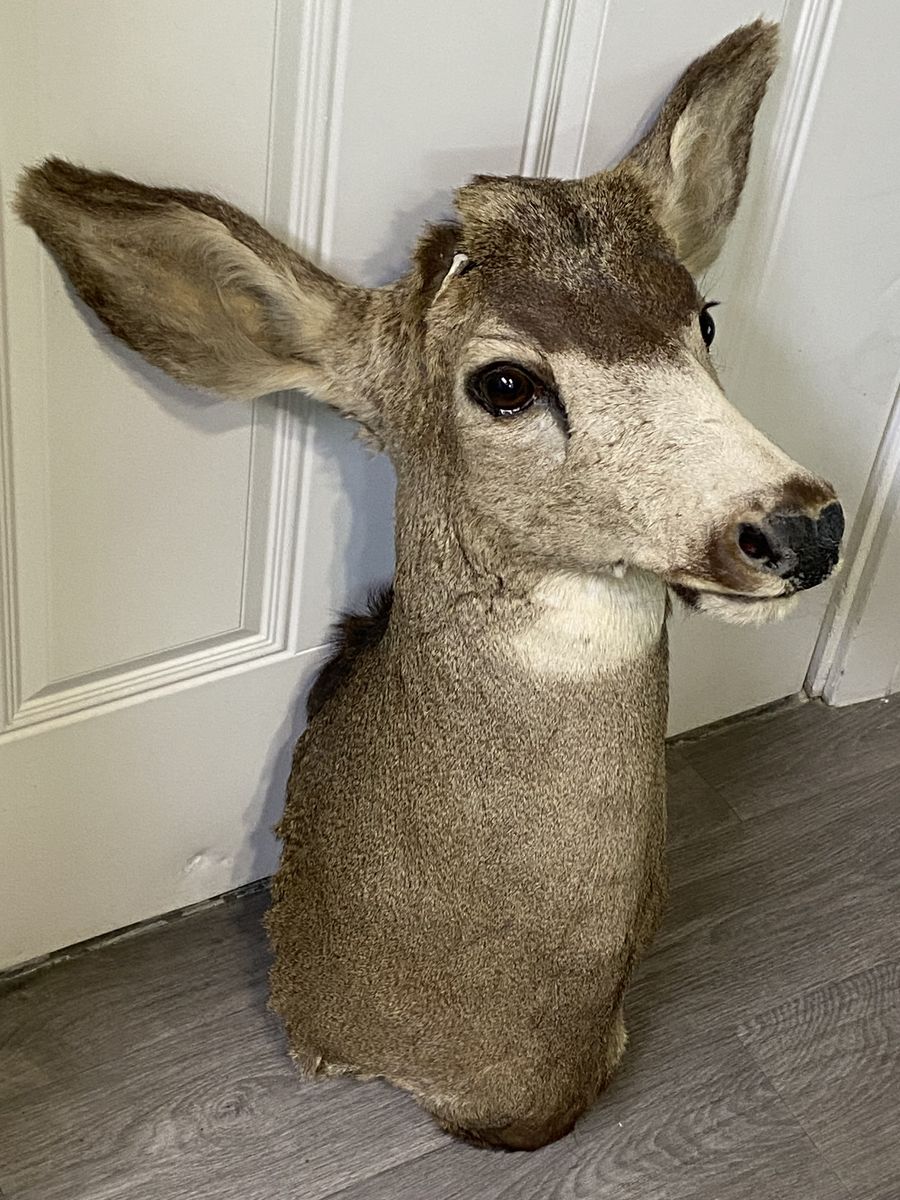 Mule Deer Buck Shoulder Mount Ready For Your Antlers!