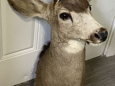 Mule Deer Buck Shoulder Mount Ready For Your Antlers!
