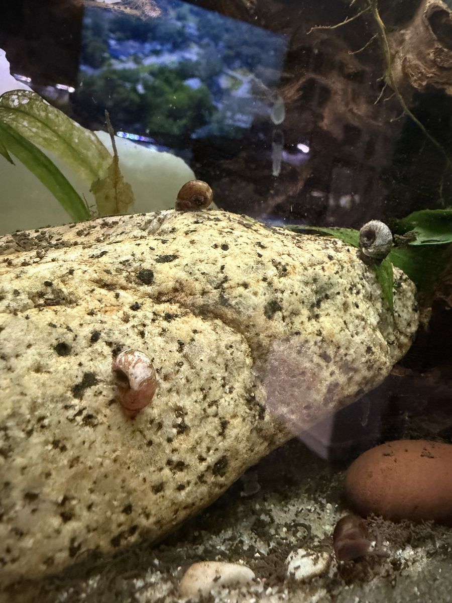 ramshorn snail 