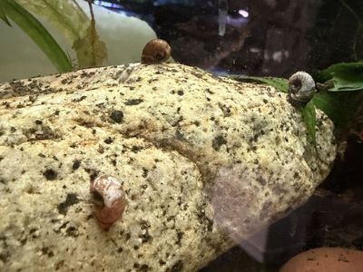 ramshorn snail