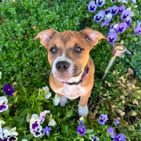 Hello my name is Cheddar