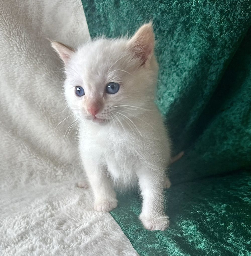 6 Adorable Kittens!! Rare Smoke & Flame Point