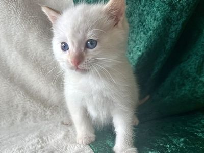 6 Adorable Kittens!! Rare Smoke & Flame Point