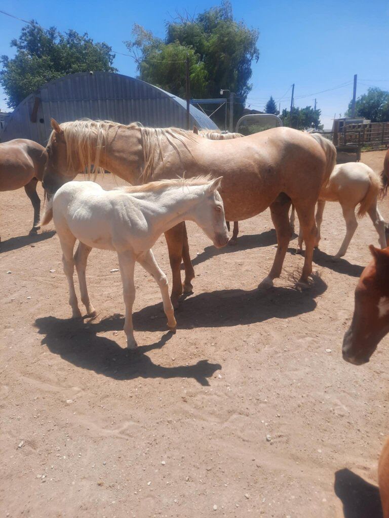 palomino 2 for 1 package