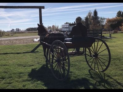 Morgan driving gelding