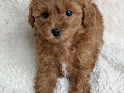 MIni Golden Doodle Puppies W/ Champion Bloodlines