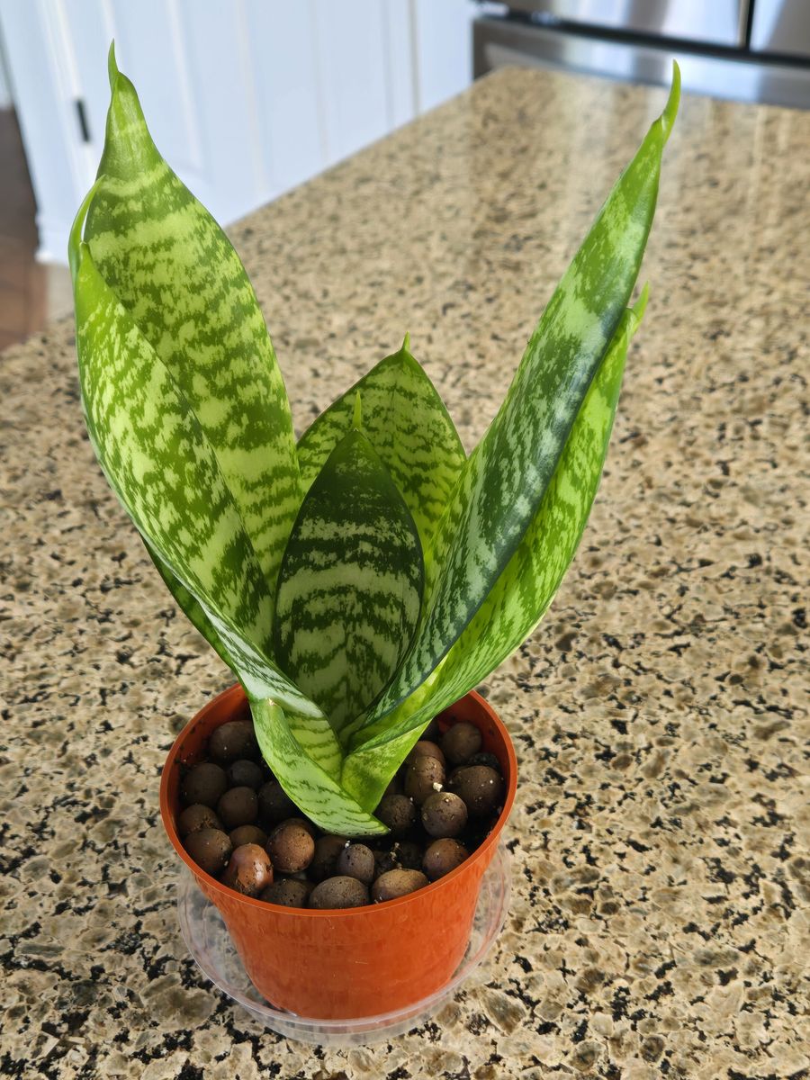 Snake Plant