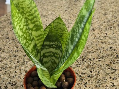 Snake Plant