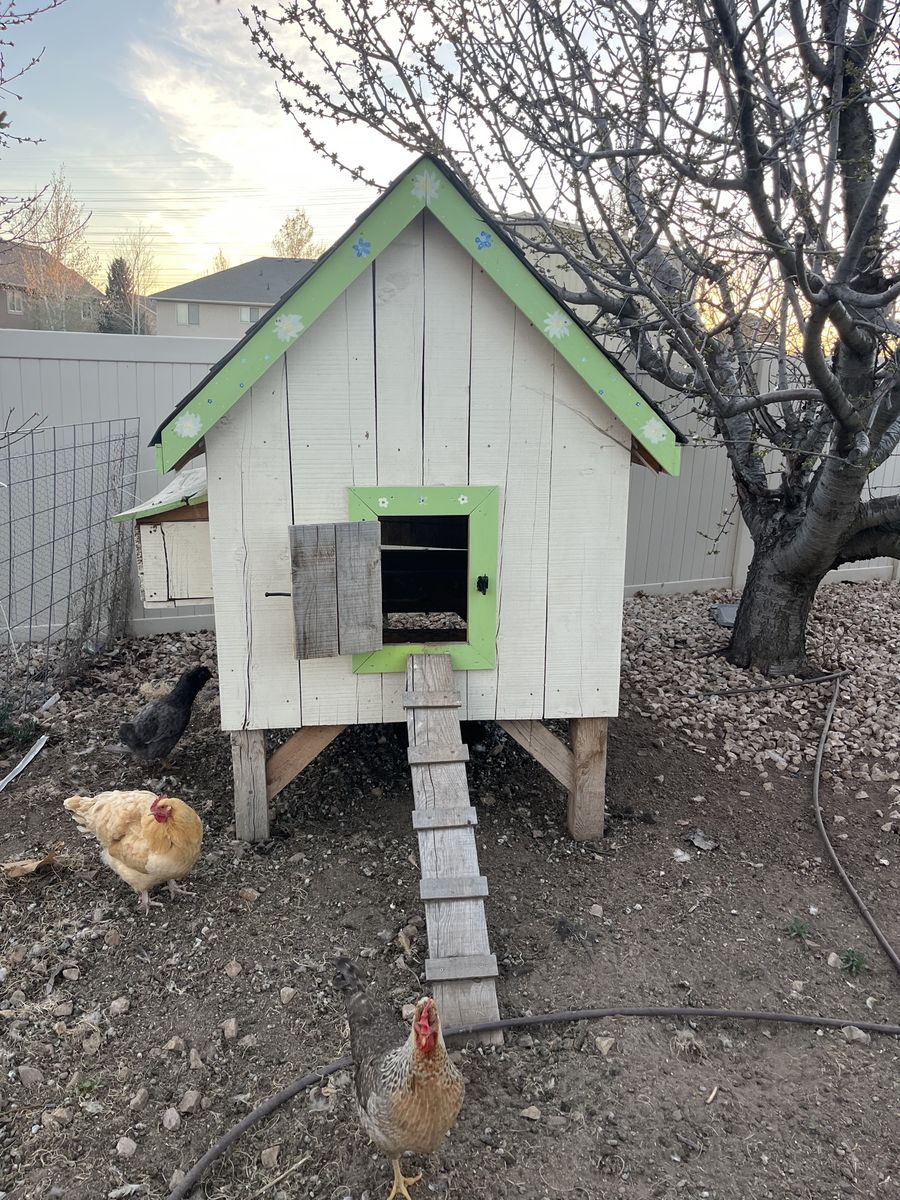 Chicken Coop + 5 Hens (Great Setup, Ready to Go)