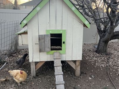 Chicken Coop + 5 Hens (Great Setup, Ready to Go)