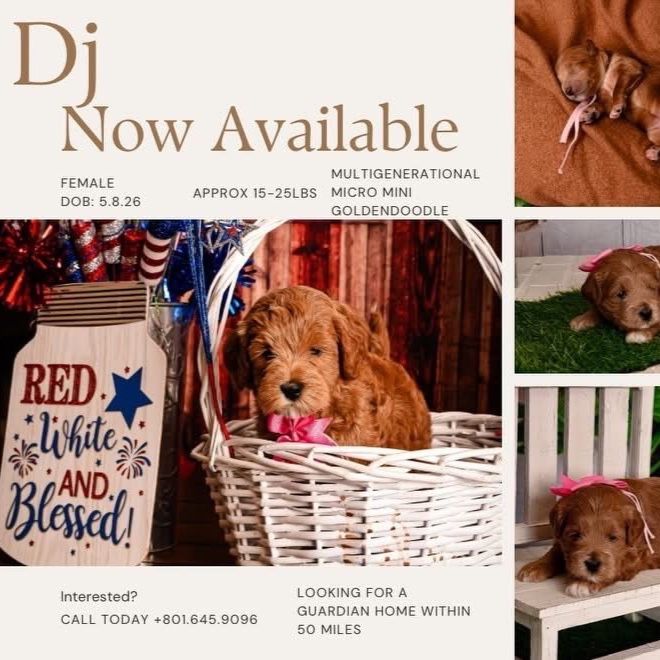 Mini GoldenDoodle Puppies