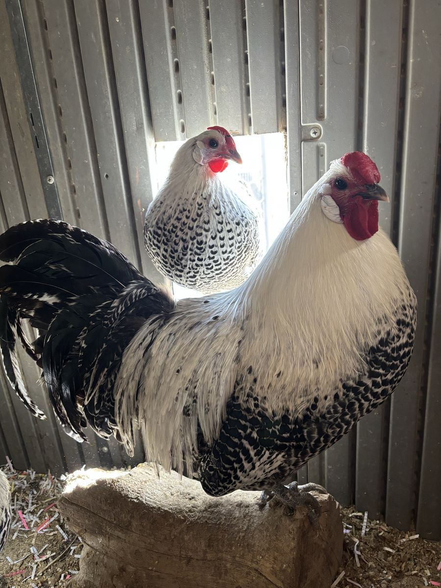 Silver deathlayer chicks