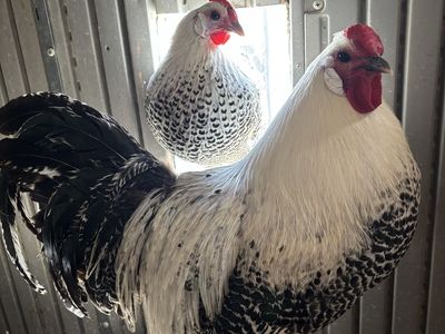 Silver deathlayer chicks