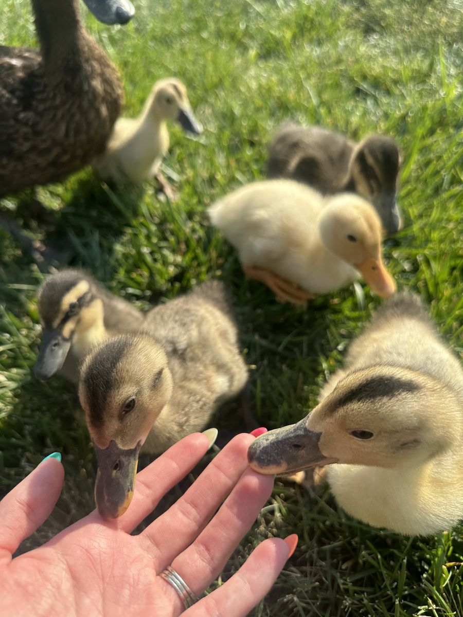 Baby ducklings 