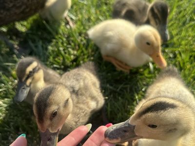 Baby ducklings