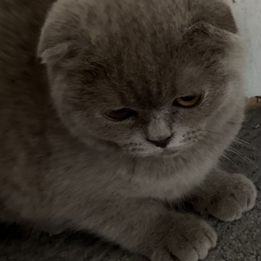 Scottish Folds registered TICA