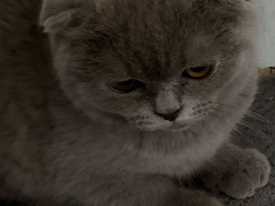 Scottish Folds registered TICA