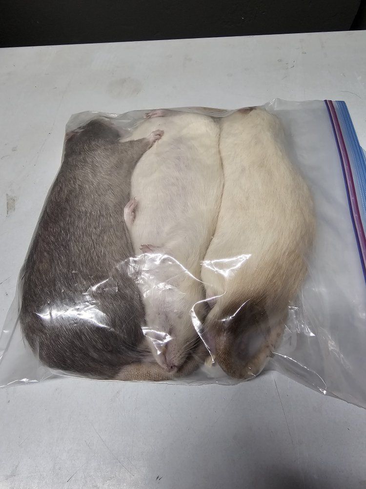 Frozen Feeder Rats - XXL