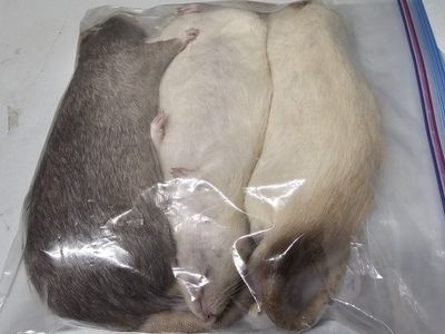 Frozen Feeder Rats - XXL
