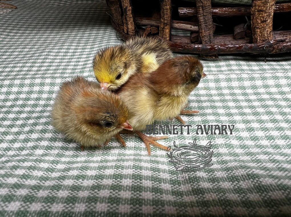 Baby Button Quail