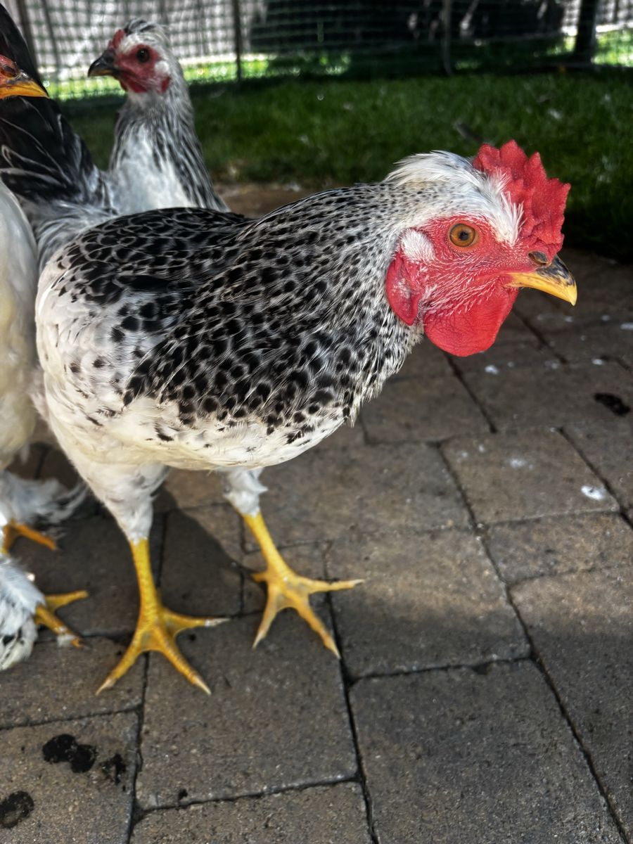 Young Rooster - 6 Months Old, Black & White Spotted Feathers