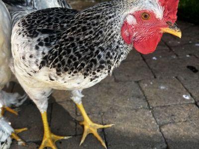 Young Rooster - 6 Months Old, Black & White Spotted Feathers